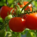 Tomatoes and Lycopene