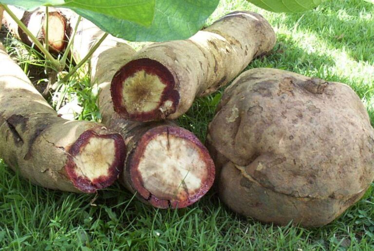 Red Kwao Krua, Butea Superba